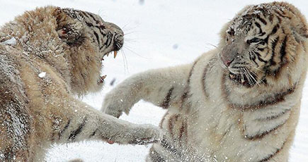 カメラマンが２匹の白虎が領地を争うためにけんかする場面を撮影