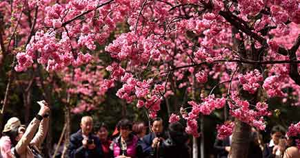 再び巡るロマンチックな桜の季節　昆明