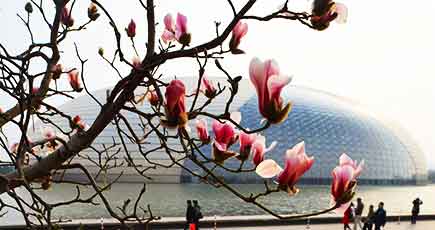 長安街に咲くモクレンの花　北京