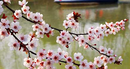間もなく開幕の「上海桜まつり」
