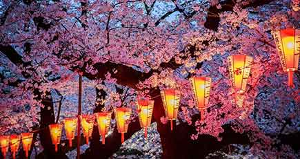 美しすぎる満開の桜、開花宣言を迎えた日本