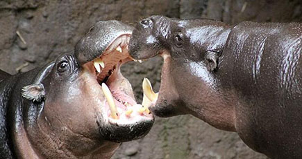 豪動物園でカバがキス　心温まる光景