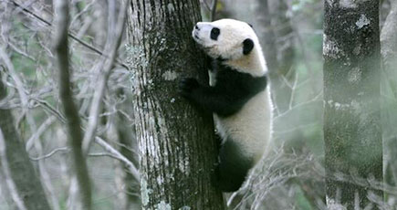 野生パンダのスナップ写真、陝西省佛坪
