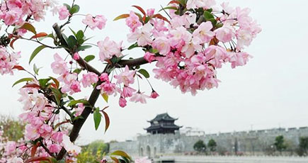 【美しい中国】花の海で春に酔い