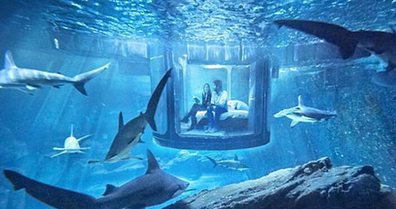 パリ水族館　サメと一緒に眠れる水中客室が登場