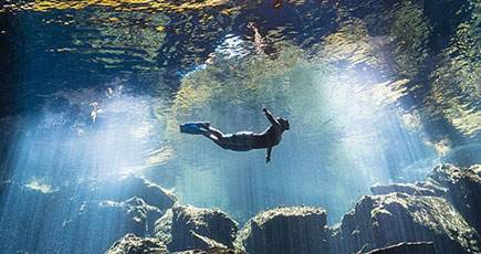 世界水中写真コンテスト　水面に出たニシレモンザメが1等賞に
