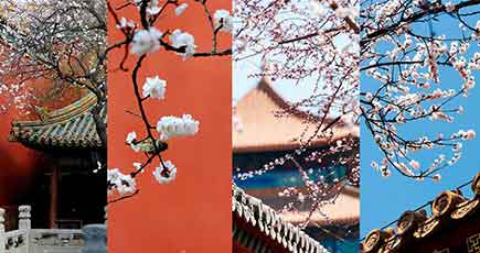 杏の花が彩る春の故宮博物院、公式SNSで公開