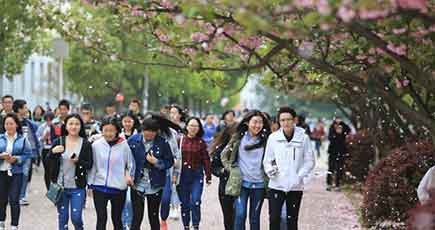 江西省のキャンパス内、満開の桜が散る