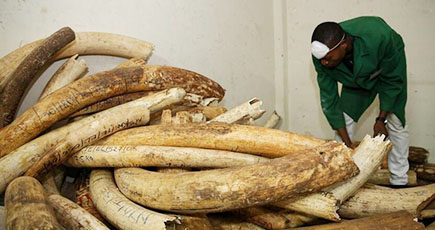 ケニアが100トン余りの象牙とサイの角の焼却処分の実施へ