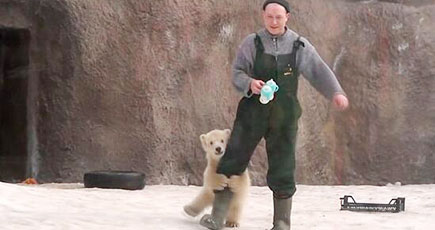 萌える！ロシア動物園の双子白熊は管理員と遊ぶ