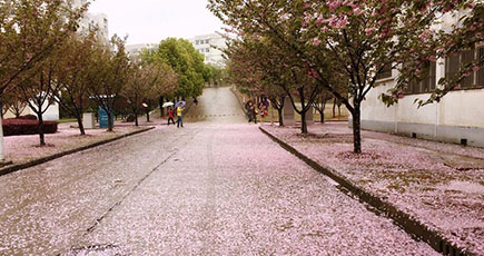 「桜のじゅうたん」が彩る 湖北師範学院