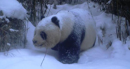 野生のパンダ、雪の中を散策する珍しい写真