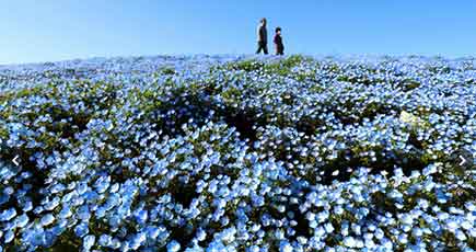 儚くて美しい！茨城県450万の薄青色の花が咲き始めた