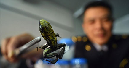 北京で生きた毒ガエルが押収　1グラムは1.5万人の致死量
