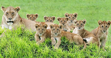 タンザニアで撮影　カメラ目線のライオンの家族写真