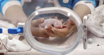 保護センターで饲育されたパンダが出産