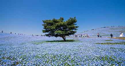 日本のひたち海浜公園　青い海のような美しさ