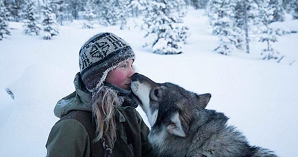 フィンランド女性の北極での生活：85匹のハスキー犬と暮らす