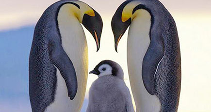 ネットで人気を呼んだペンギンの写真 可愛すぎる！