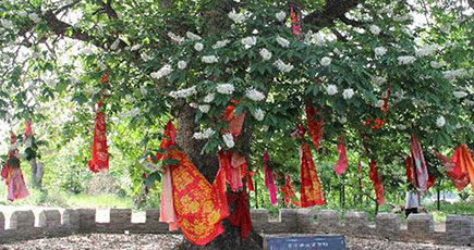 仏教聖木の部分木が移植に成功　玄奘が1300年前に植樹