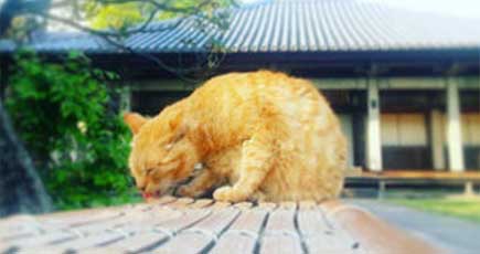 東京の野良猫が集結する地