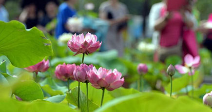 武漢でハスの花展が開幕　香りで行楽客を酔わす