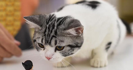 太原市で「名猫コンテスト」　猫が美対決