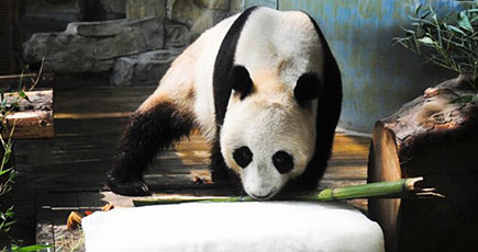 動物の夏バテ防ぐ暑気払い：済南動物園
