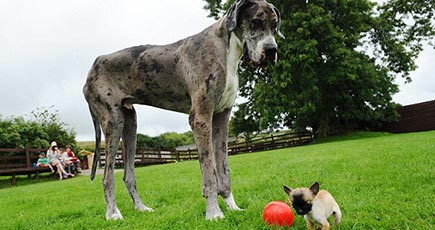 世界一背の高い犬、イギリス最小の犬と対面