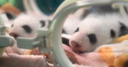 重慶動物園の双子パンダが生後1カ月に　観光客に公開