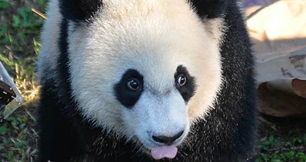 スミソニアン国立動物園でパンダ「貝貝」1歳の誕生日を祝うイベントが行われる