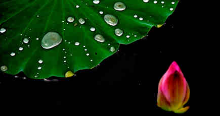 美しい！雨に濡れた蓮の花