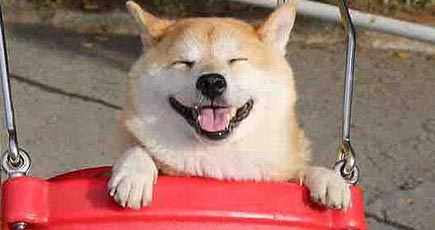 激萌！ネット上で大人気になった日本の柴犬
