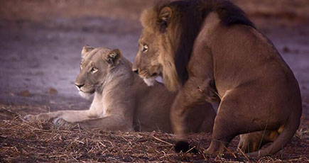 朝日を浴びたライオンキング家族の生活写真