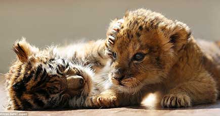 大分県アフリカンサファリ　仲良しのトラとライオンの赤ちゃん