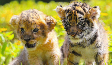 赤ちゃんライオンが赤ちゃんトラと兄弟のように戯れる写真が話題に　日本