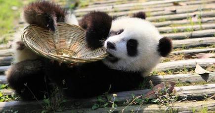 激萌え！　パンダの赤ちゃんの可愛い仕草