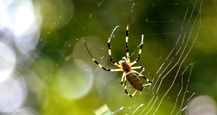 大自然を飾りつけるクモの網
