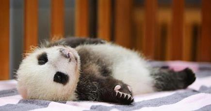 パンダ保護研究センター上海基地　初の赤ちゃんが生後2カ月に