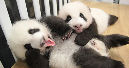 マカオのジャイアントパンダの双子の赤ちゃん、「健健」「康康」と名づけられ