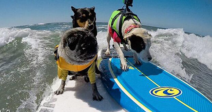 米国、犬のサーフィンコンテストのすばらしい瞬間