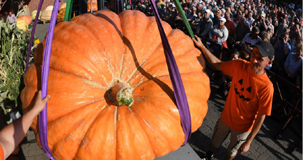 ドイツでかぼちゃ重量コンテスト開催　1位は763キロ