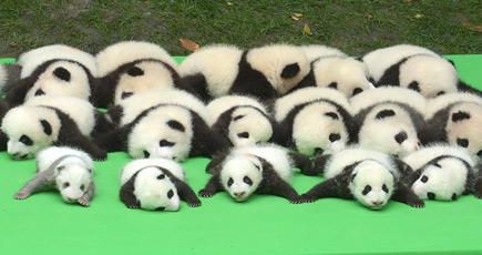 可愛すぎる！23頭のベビーパンダが集団お昼寝をする姿