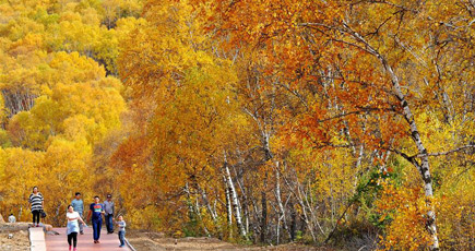 絶景！金色の樺の木の森、内モンゴル・ウラド前旗