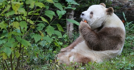 世界唯一の茶色パンダ「七仔」、仏坪で増水期を無事に過ごす