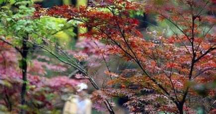 昆明市の黒龍潭公園　カエデの葉が観光客を魅了