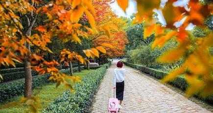 「南京で最も美しい600メートル」　明孝陵 石象路が秋色に