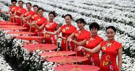 安徽省黄山市　チャイナドレス愛好家が菊の花畑を歩く