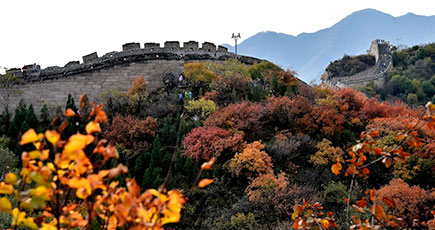 紅葉に染められた長城の美しい秋色