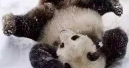 可愛い！四川生まれのパンダがハルビンで雪の中を元気いっぱい転げ回る